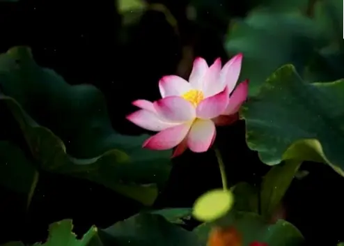 Hình ảnh hoa sen chụp cận 4K sắc nét, tiết lộ từng chi tiết tinh tế của cánh hoa mỏng manh.