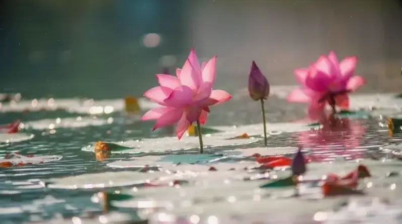 Hình ảnh hoa sen nở trên hồ nước tạo cảnh quan thơ mộng, lý tưởng cho trang trí ngoại thất.