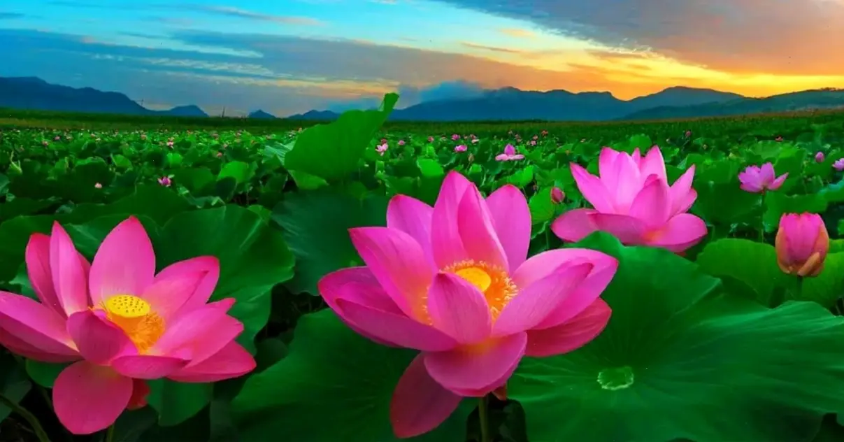 Hình ảnh hoa sen rực rỡ trong lễ hội Phật giáo, thể hiện sự tươi mới và ý nghĩa văn hóa.