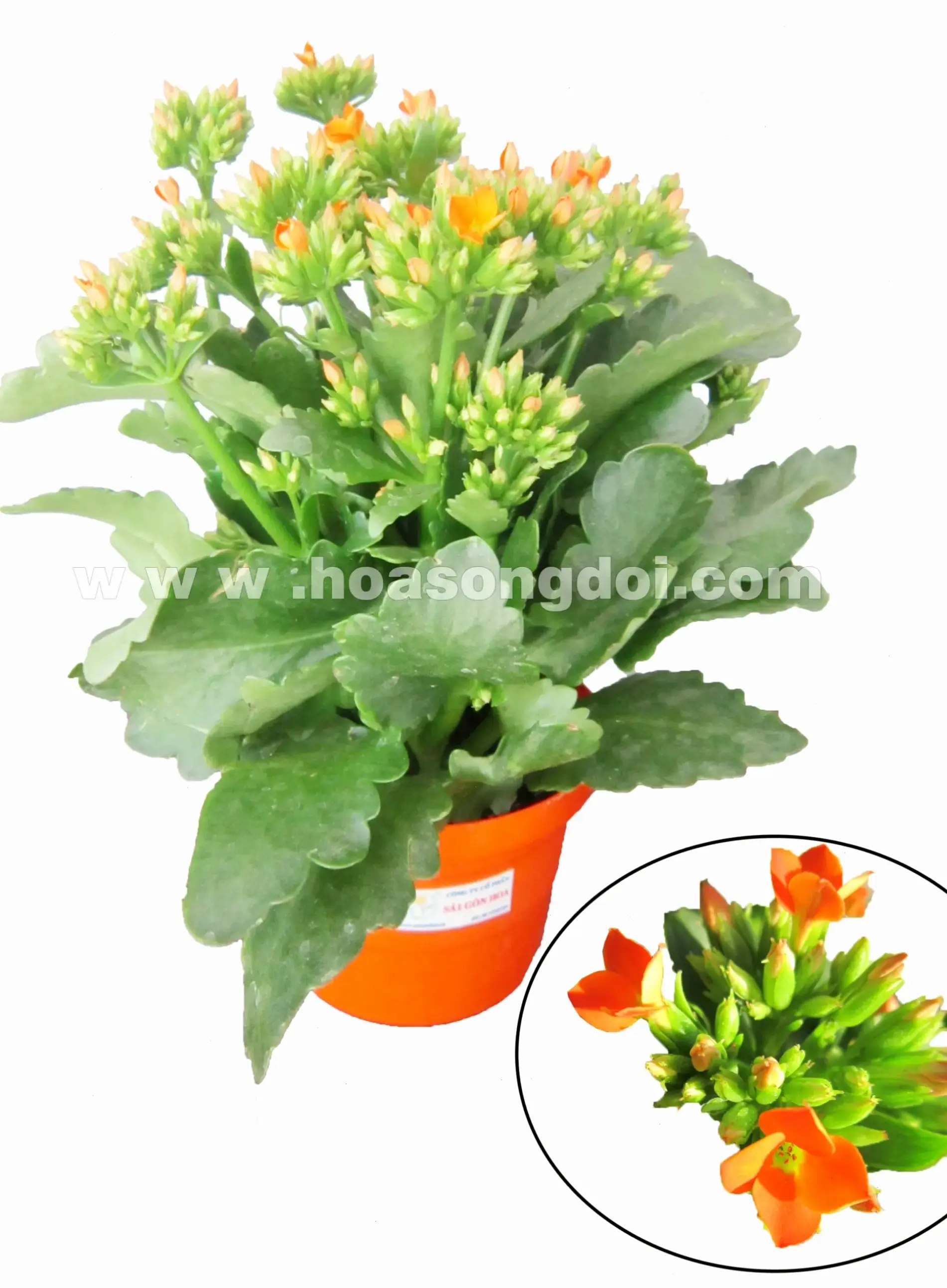 Hình ảnh hoa sống đời tươi sáng, làm rạng rỡ mọi không gian với màu sắc sống động.