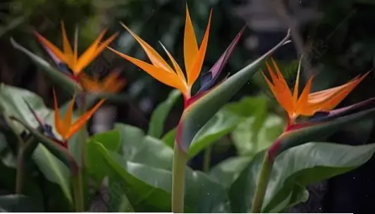 Hình ảnh hoa thiên điểu xanh mang vẻ đẹp thanh lịch, tươi mát, lý tưởng cho không gian sống xanh sạch và gần gũi với thiên nhiên.