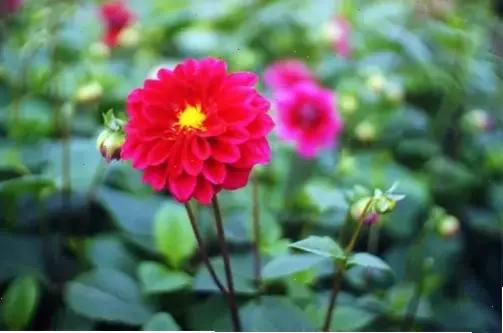 Hình ảnh hoa thược dược trong vườn quê, gợi nhớ kỷ niệm bình dị và sự yên bình của thiên nhiên.