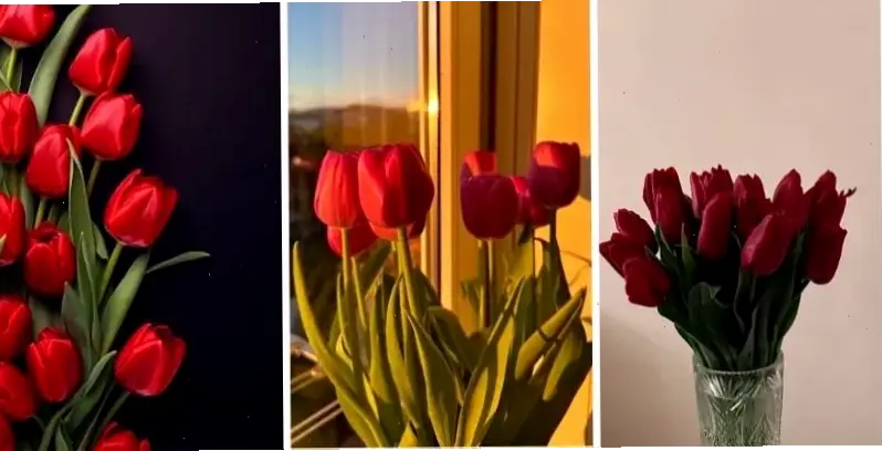 Hình ảnh hoa tulip lãng mạn cắm bình, tạo nên không gian đầy mơ mộng và tình cảm.