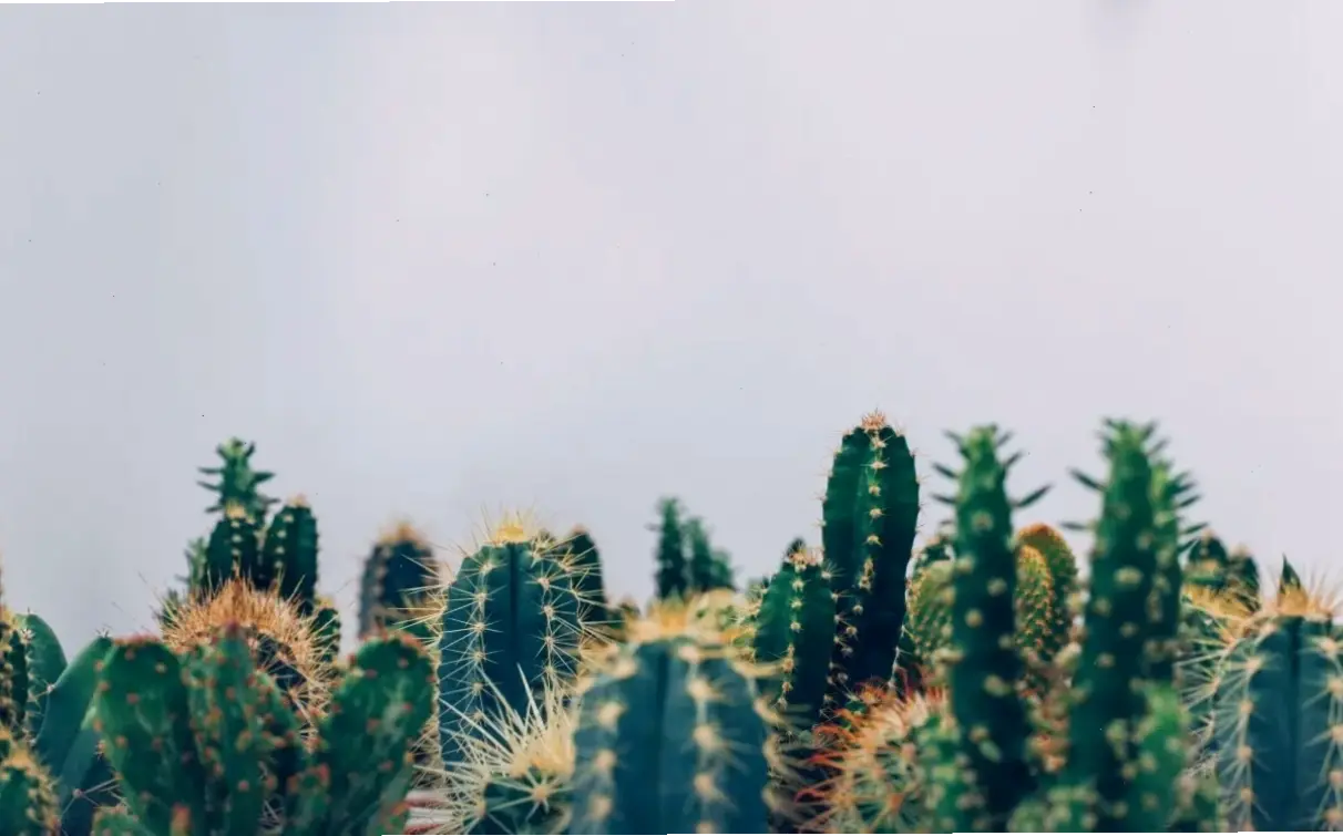 Hình ảnh hoa xương rồng độc đáo với hình thái lạ mắt, khơi dậy sự sáng tạo và tò mò.