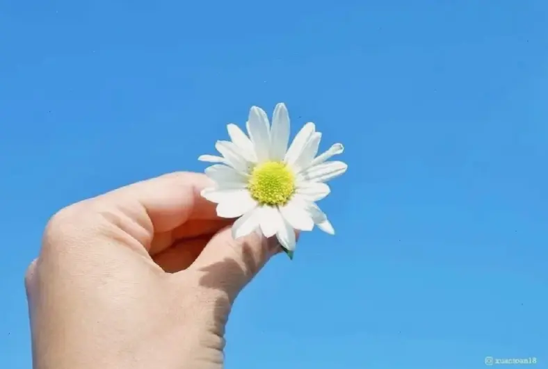 Hình hoa cúc lãng mạn trang trí khơi dậy cảm xúc ngọt ngào, biến mọi góc nhà thành không gian yêu đương đầy mê hoặc.