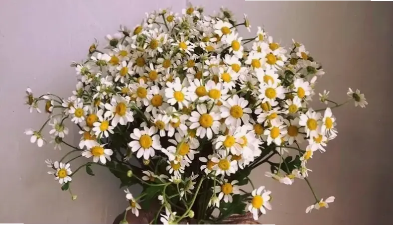 Hình hoa cúc tần tươi sáng chiếu sáng ngày mới, truyền cảm hứng và niềm vui cho cuộc sống hàng ngày.