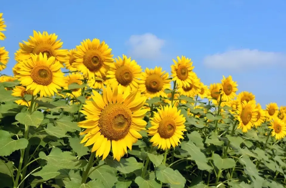 Hình hoa hướng dương Đà Lạt rực rỡ: Màu vàng chói lọi, khơi dậy năng lượng tích cực và cảm hứng sáng tạo.