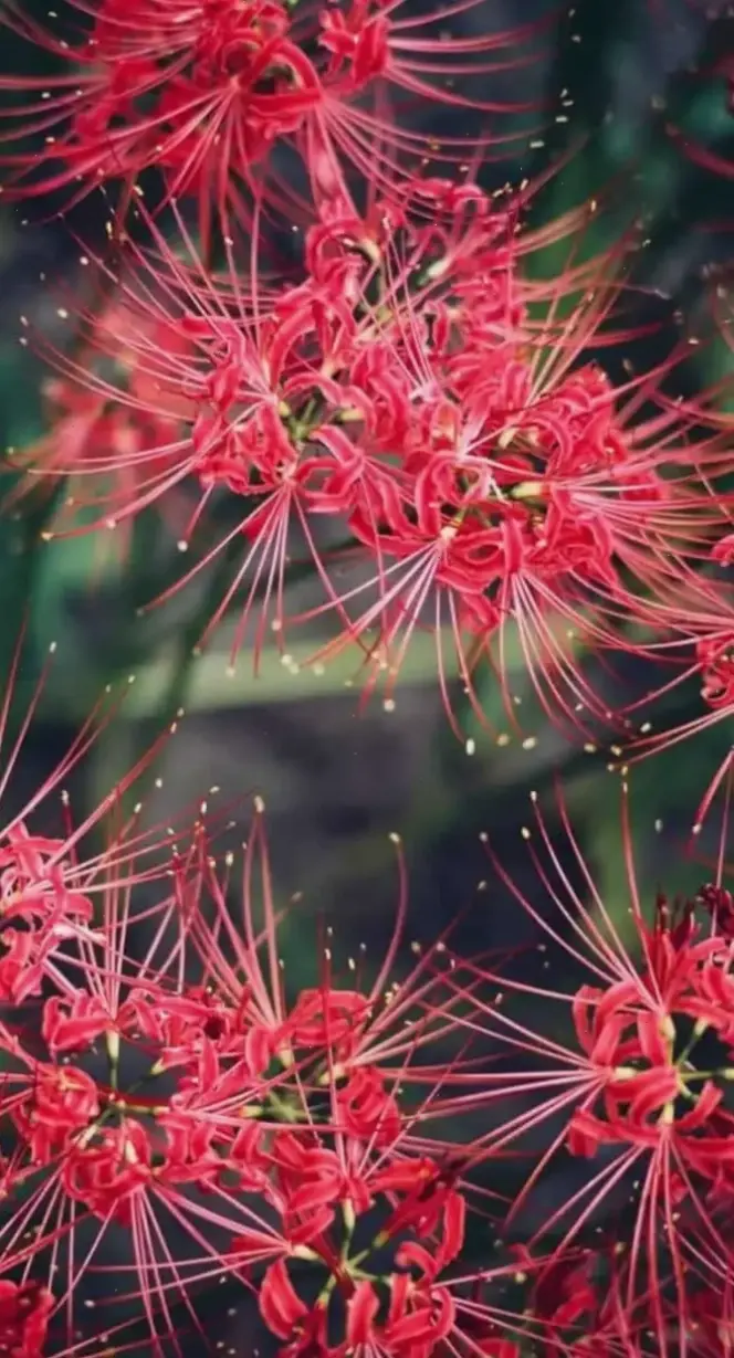 Hình hoa kim ngân rực rỡ thể hiện sức sống mãnh liệt, với màu sắc nổi bật mang lại niềm vui và sự thịnh vượng.