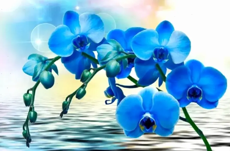 Hình hoa lan phi điệp đa sắc, tượng trưng cho sự đa dạng và vẻ đẹp tự nhiên, lý tưởng cho trang trí nghệ thuật.