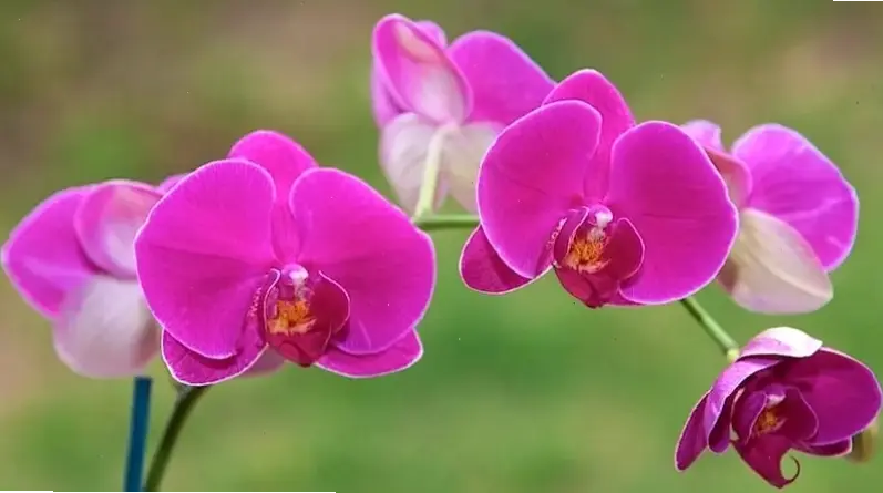 Hình hoa lan sang trọng phong thủy, nâng tầm không gian sống với vẻ đẹp quý phái và may mắn.