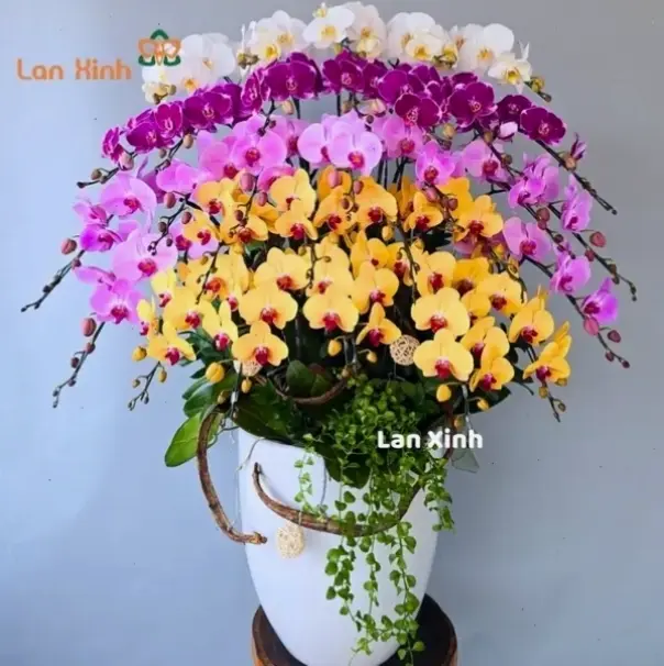 Hình hoa lan sang trọng trang trí nâng tầm đẳng cấp, mang đến sự tinh tế và lộng lẫy cho không gian sống.