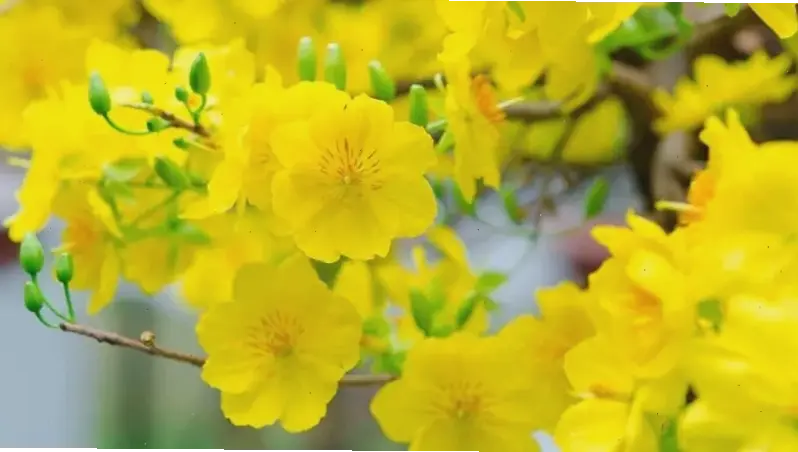 Hình hoa mai rực rỡ trang trí Tết, làm sáng bừng không gian sống với sắc vàng lung linh.