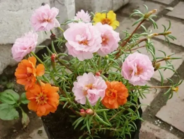 Hình hoa mười giờ rực rỡ như nắng hè, mang lại niềm vui và sự tươi mới cho mọi góc không gian xung quanh.