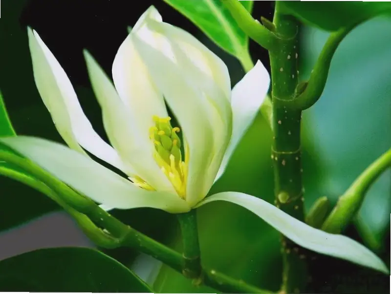 Hình hoa ngọc lan tinh khiết mang đến sự yên bình và thanh sạch, như một bức tranh thiên nhiên hoàn mỹ.