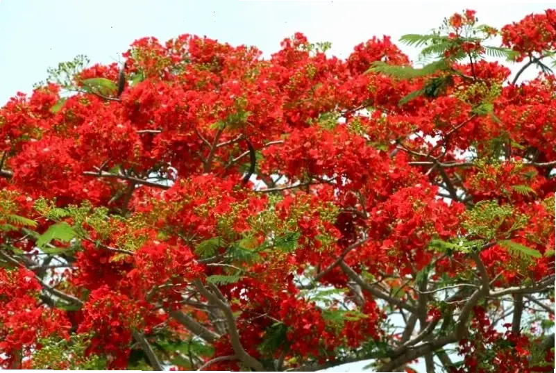 Hình hoa phượng vĩ tươi sáng, mang đến năng lượng tích cực, sắc màu rực rỡ và cảm hứng mới mẻ cho cuộc sống hàng ngày.