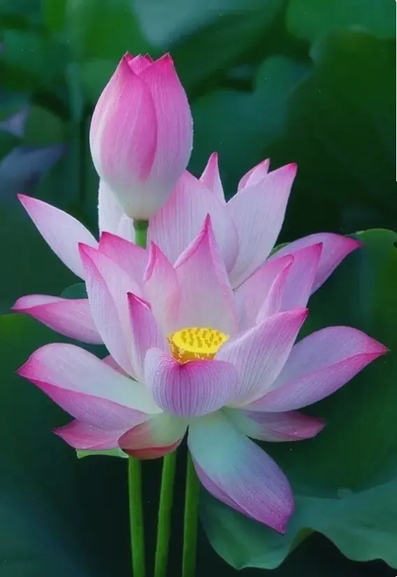 Hình hoa sen cận cảnh khám phá chi tiết hoàn hảo, vẻ đẹp tự nhiên đầy cuốn hút.