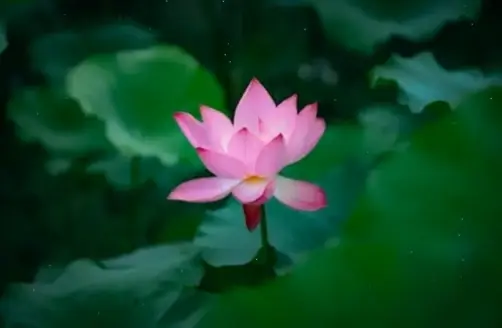 Hình hoa sen thiền trong cận cảnh, giúp bạn thư giãn và tìm thấy sự tĩnh lặng nội tại sâu sắc.