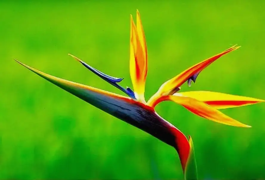 Hình hoa thiên điểu độc đáo với góc chụp sáng tạo, mang đến trải nghiệm mới mẻ và ấn tượng khó quên.