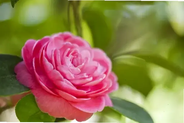 Hình hoa trà quý phái toát lên sự sang trọng và tinh tế, phù hợp cho không gian đẳng cấp và tinh xảo.