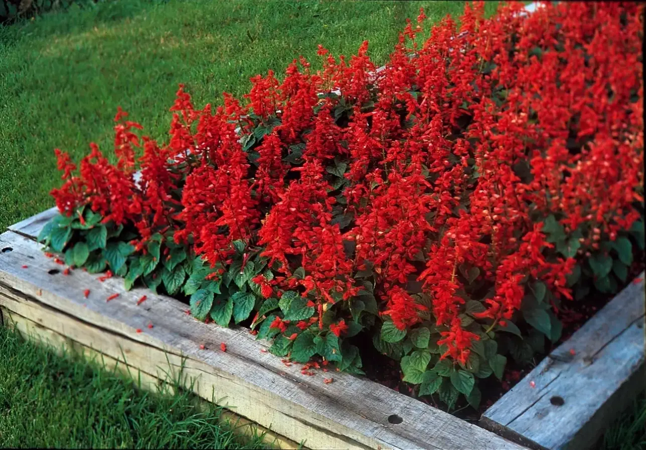 Hình hoa xác pháo rực rỡ, mang nguồn năng lượng tích cực và sắc màu sống động cho mọi không gian.