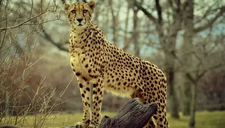 Hình nền báo châu Phi hùng vĩ, mang hơi thở savanna xanh tươi và sự mạnh mẽ của loài báo vào màn hình của bạn.