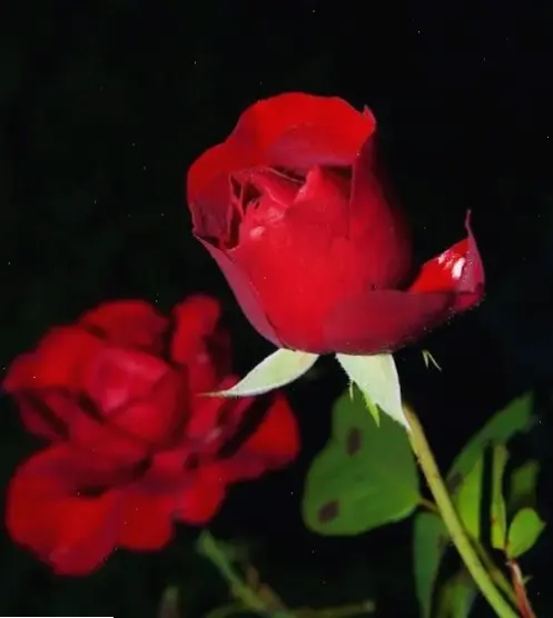 Hình nền bông hoa hồng duyên dáng, làm nổi bật màn hình với vẻ đẹp tinh khôi.