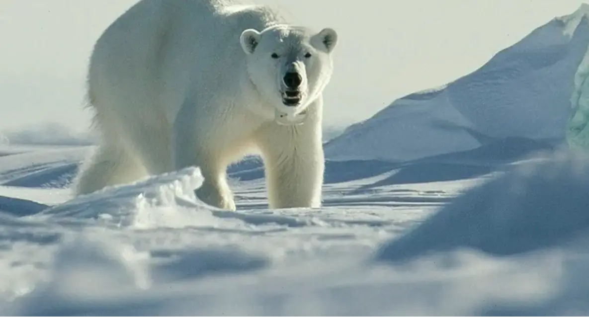 Hình nền chỏm băng Bắc Cực huyền ảo, biến màn hình bạn thành bức tranh thiên nhiên lấp lánh và mê hoặc.