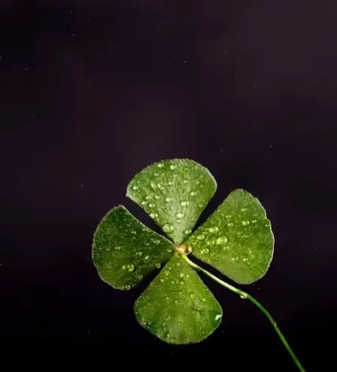 Hình nền cỏ 4 lá dành cho iPhone, nâng tầm phong cách với biểu tượng may mắn đặc biệt.