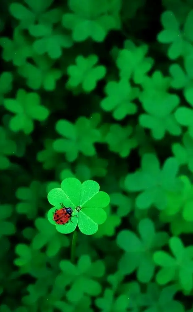 Hình nền cỏ 4 lá full HD sắc nét, lý tưởng để làm nổi bật màn hình cao cấp của bạn.