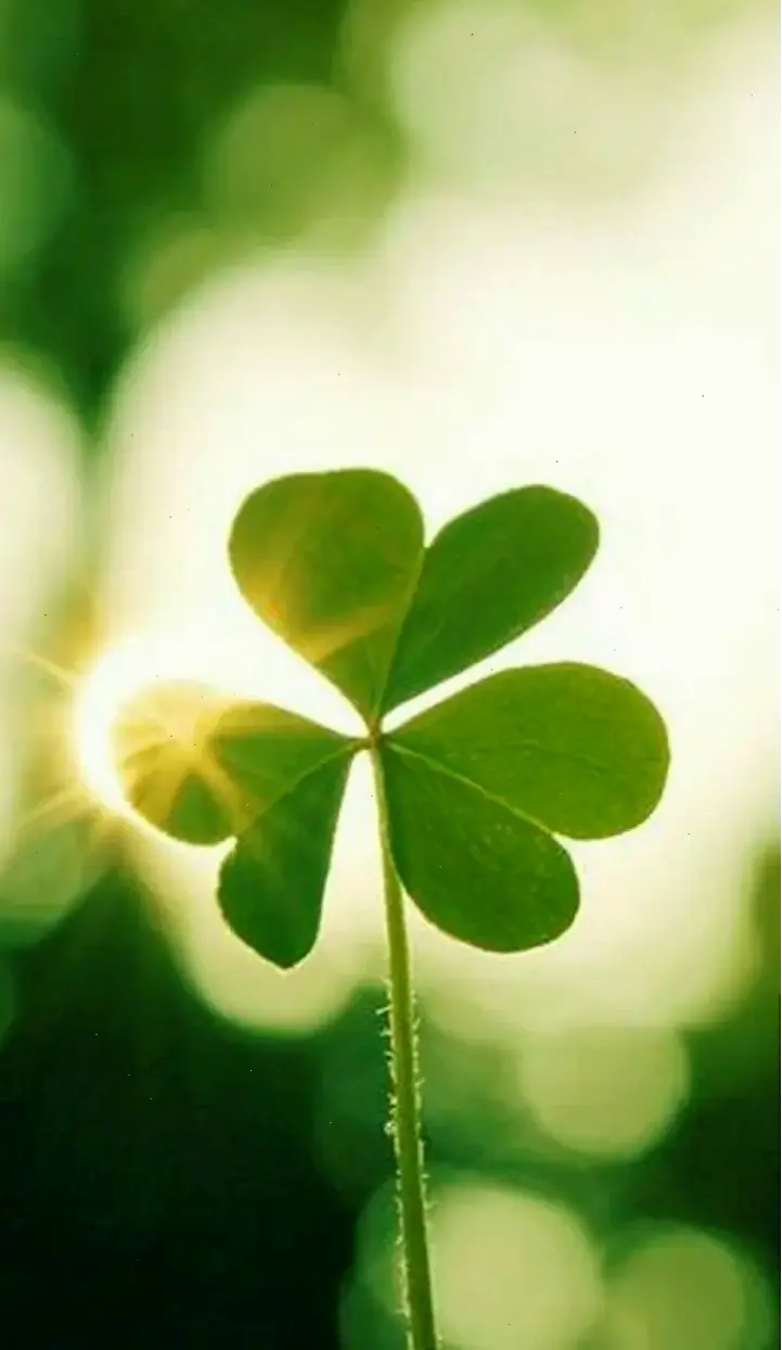 Hình nền cỏ 4 lá may mắn độc đáo, giúp bạn khởi đầu ngày mới với niềm tin tích cực.