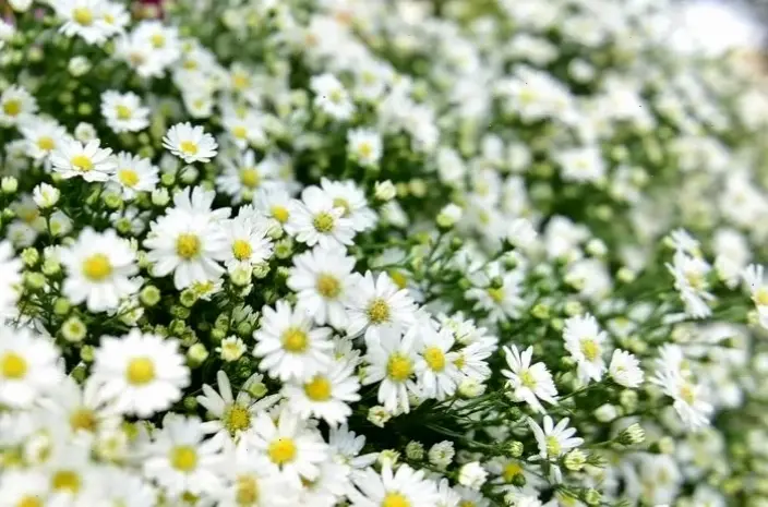 Hình nền cúc họa mi thơ mộng với màu sắc nhẹ nhàng, gợi lên giấc mơ và sự lãng mạn trong từng chi tiết nhỏ.