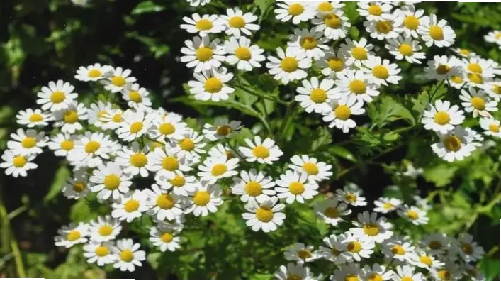 Hình nền cúc họa mi tối giản, thiết kế sạch sẽ và tinh tế, phù hợp cho những ai yêu thích sự đơn giản tối đa.