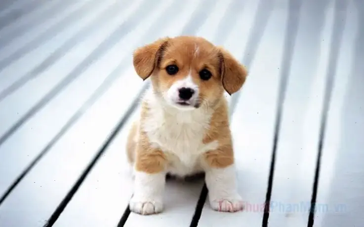 Hãy Khám Phá Hình Nền Cún Con Dễ Thương, Độc Đáo Ngay!