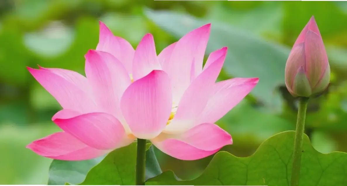 Hình nền đẹp hoa sen, lựa chọn lý tưởng để nâng tầm thẩm mỹ và cảm xúc cá nhân.