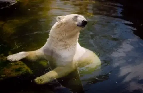 Hình nền gấu Bắc Cực tối giản, thiết kế đơn giản nhưng mạnh mẽ, phù hợp cho mọi thiết bị với sự tinh tế.