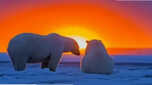 Hình nền gấu Bắc Cực về đêm lung linh, kết hợp ánh trăng và tuyết trắng, mang đến sự huyền ảo đầy cuốn hút.