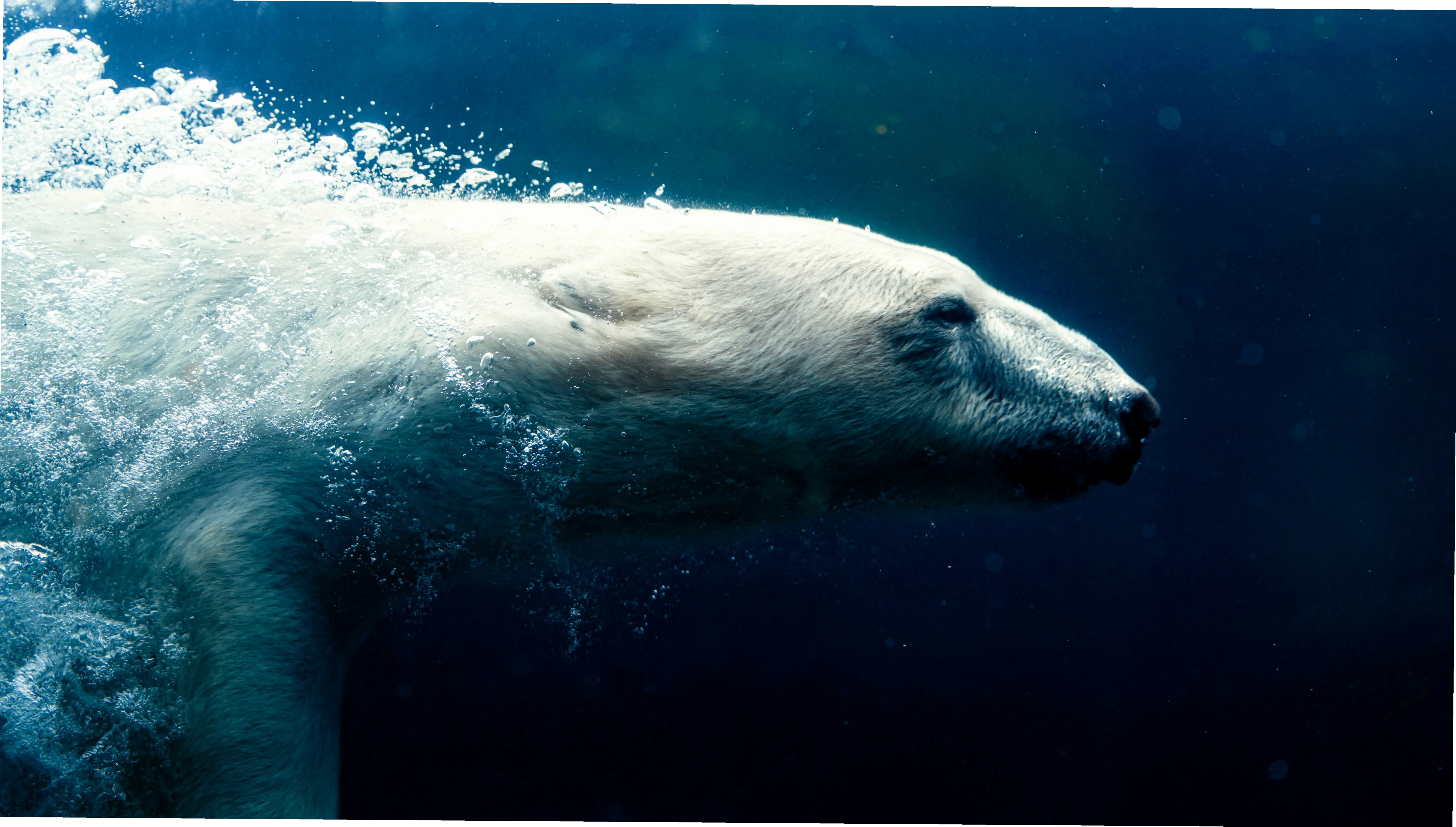 Hình nền gấu tuyết tuyệt đẹp, tái hiện sự lạnh giá và mạnh mẽ của Bắc Cực, lý tưởng cho thiết bị cá nhân.