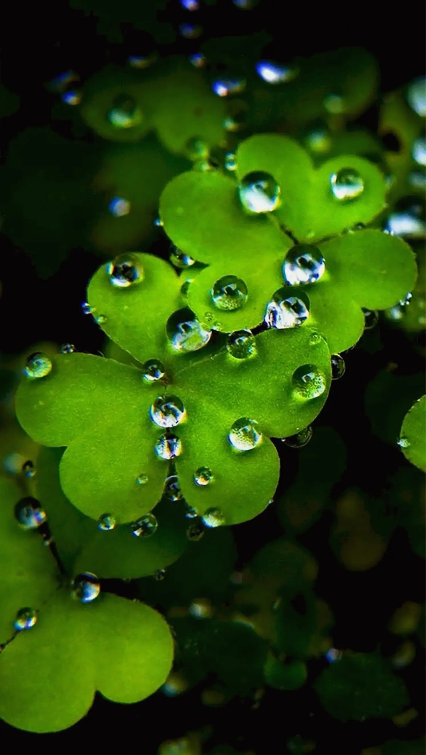 Hình nền hoa cỏ xinh xắn, thêm phần lãng mạn và sức sống cho màn hình của bạn.