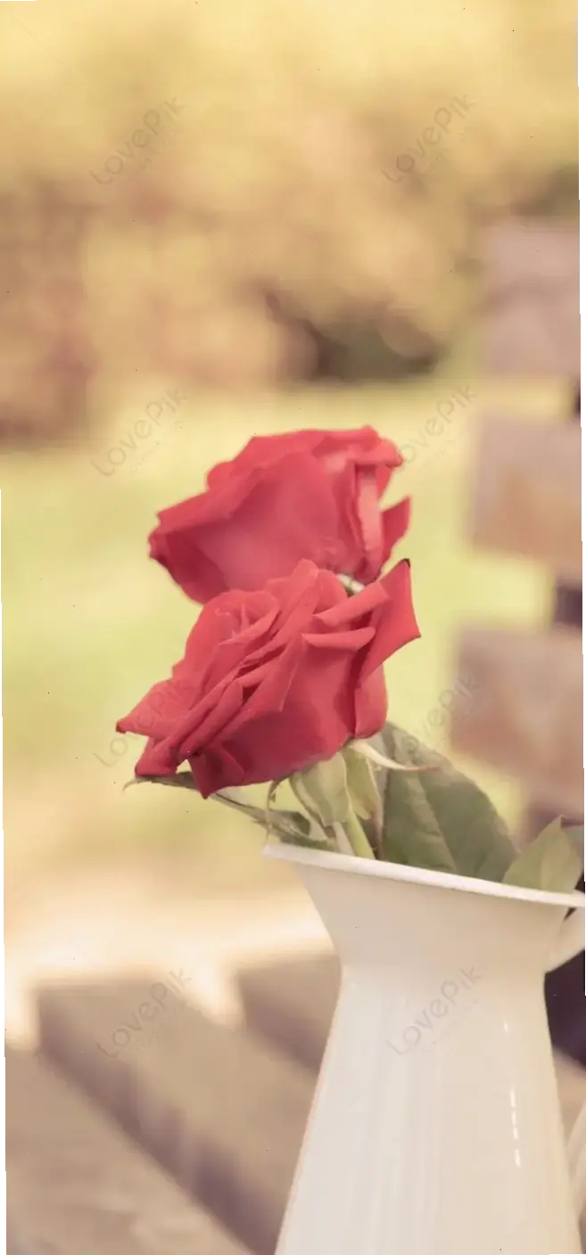 Hình nền hoa hồng đẹp cho máy tính, kết hợp thẩm mỹ và sự tươi mát.