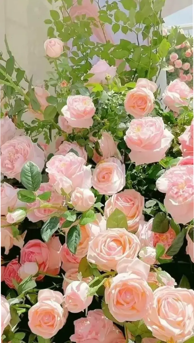 Hình nền hoa hồng leo sống động, như đang leo trên tường ảo đầy màu sắc.
