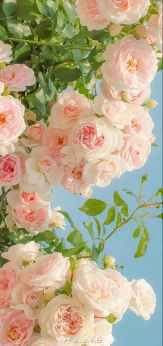 Hình nền hoa hồng trắng tinh khôi, mang lại sự thanh lịch và yên bình.