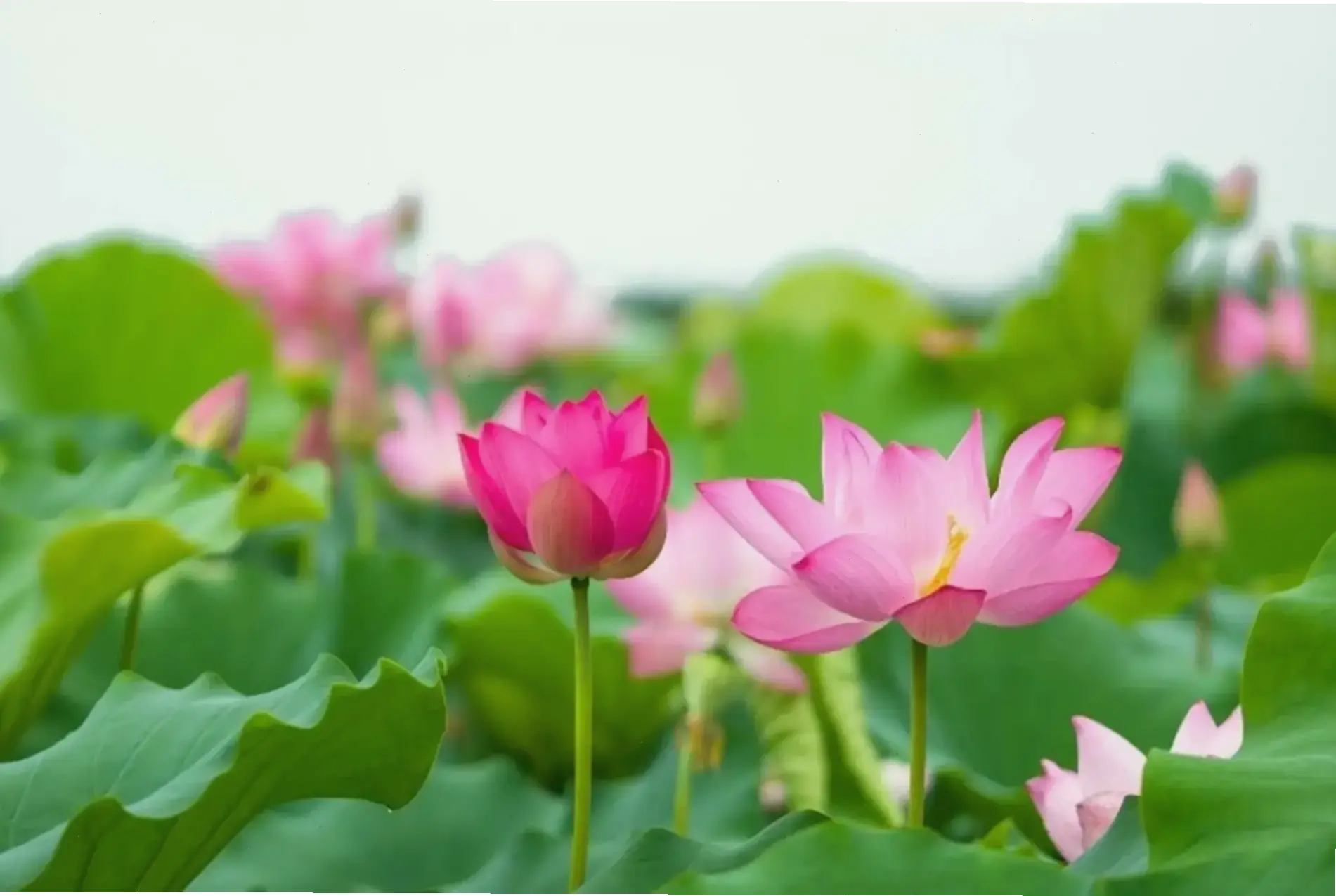 Hình nền hoa sen 3D sống động, như chạm vào cánh hoa thực thụ, mang sự hấp dẫn mới mẻ.