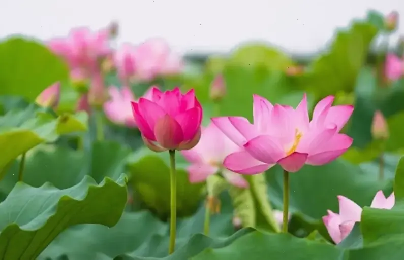 Hình nền hoa sen cho máy tính, kết hợp vẻ đẹp và sự yên bình cho desktop của bạn.