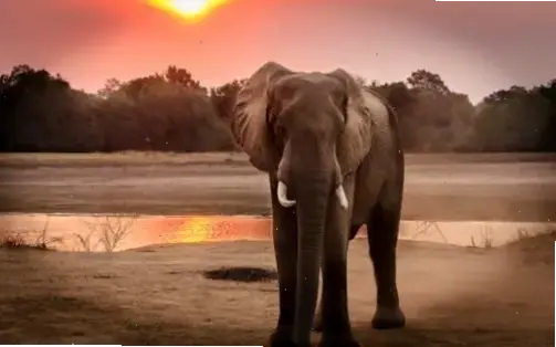 Hình nền hoang dã mang phong cách thơ mộng, nơi thiên nhiên hòa quyện với giấc mơ, làm say đắm mọi giác quan.