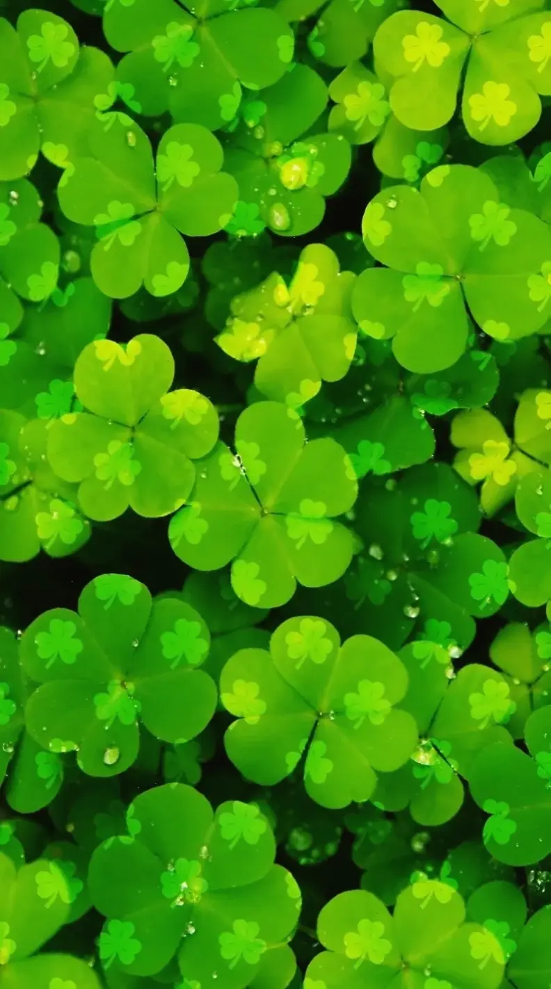 Hình nền laptop cỏ 4 lá sống động, mang lại sự tươi mới và may mắn cho công việc hàng ngày.