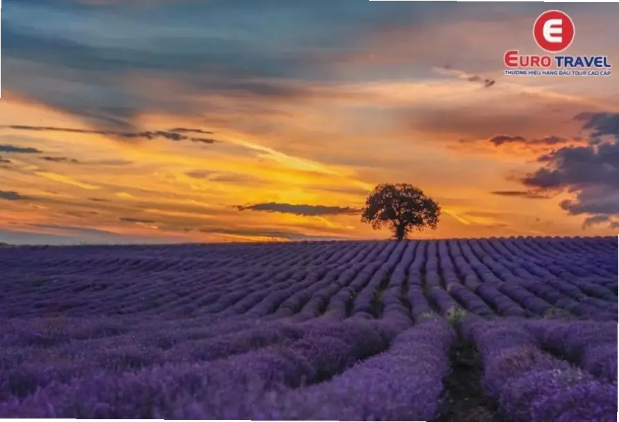 Hình nền lavender tối giản, tinh tế với thiết kế đơn giản, giúp mang lại sự thanh thản và tập trung tối đa.