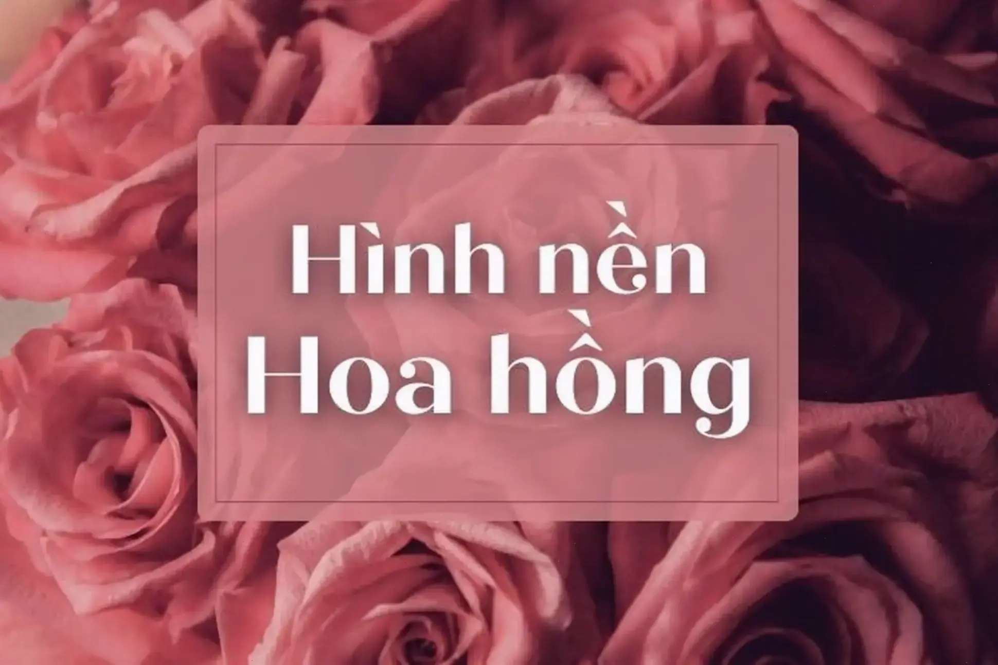Hình nền máy tính hoa hồng đẹp, nâng tầm không gian làm việc bằng sắc màu.