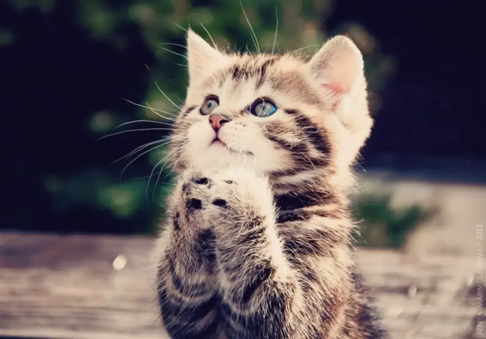 Hình nền mèo theo phong cách nghệ thuật sáng tạo, kết hợp vẻ đẹp và sự độc đáo cho không gian của bạn.