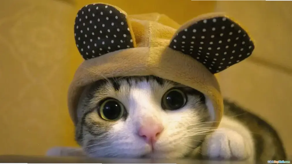 Hình nền mèo thơ mộng, gợi lên cảm xúc lãng mạn và yên bình, biến màn hình thành bức tranh đẹp.