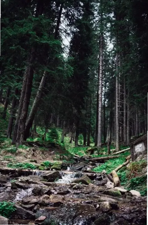 Hình nền rừng 4K chất lượng cao, lý tưởng để trang trí màn hình với vẻ đẹp thiên nhiên chân thực và sống động.